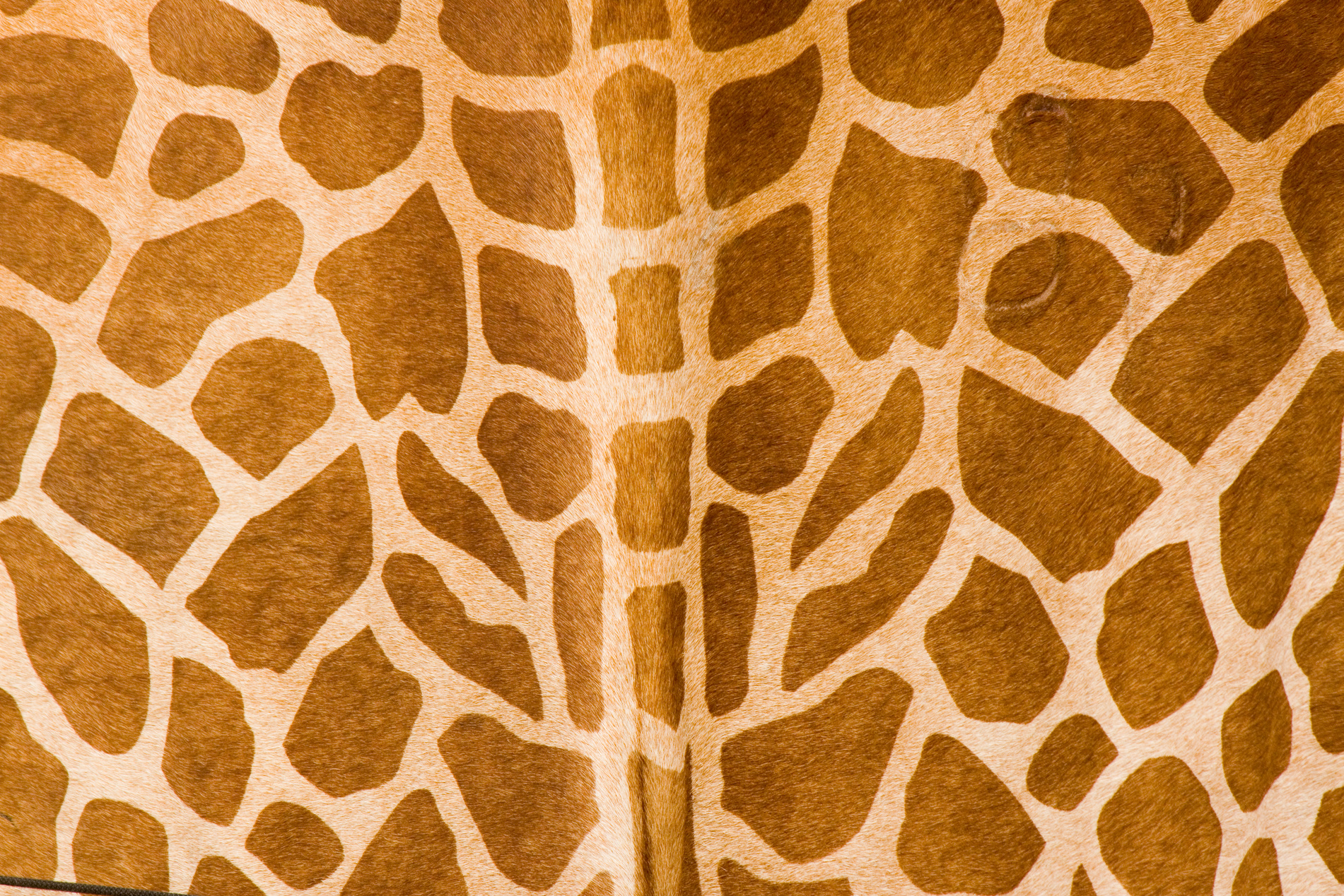 leather giraffe, animal skin